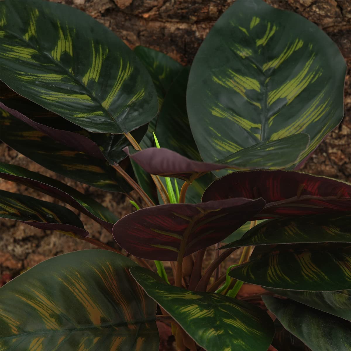 WOLEDOE plante utilisée par un gecko offrant cachette sécurisante