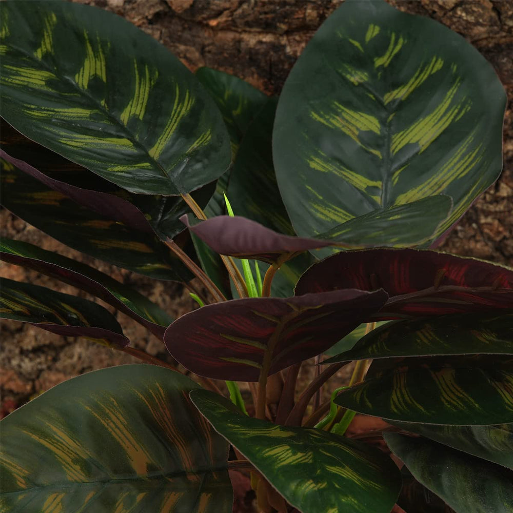 WOLEDOE plante utilisée par un gecko offrant cachette sécurisante