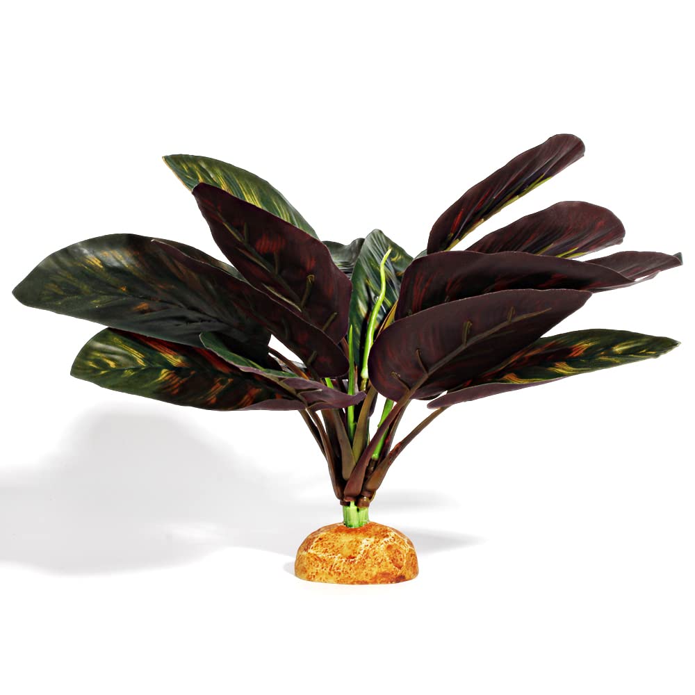 WOLEDOE plante paon vue face apportant décor naturel et cachette