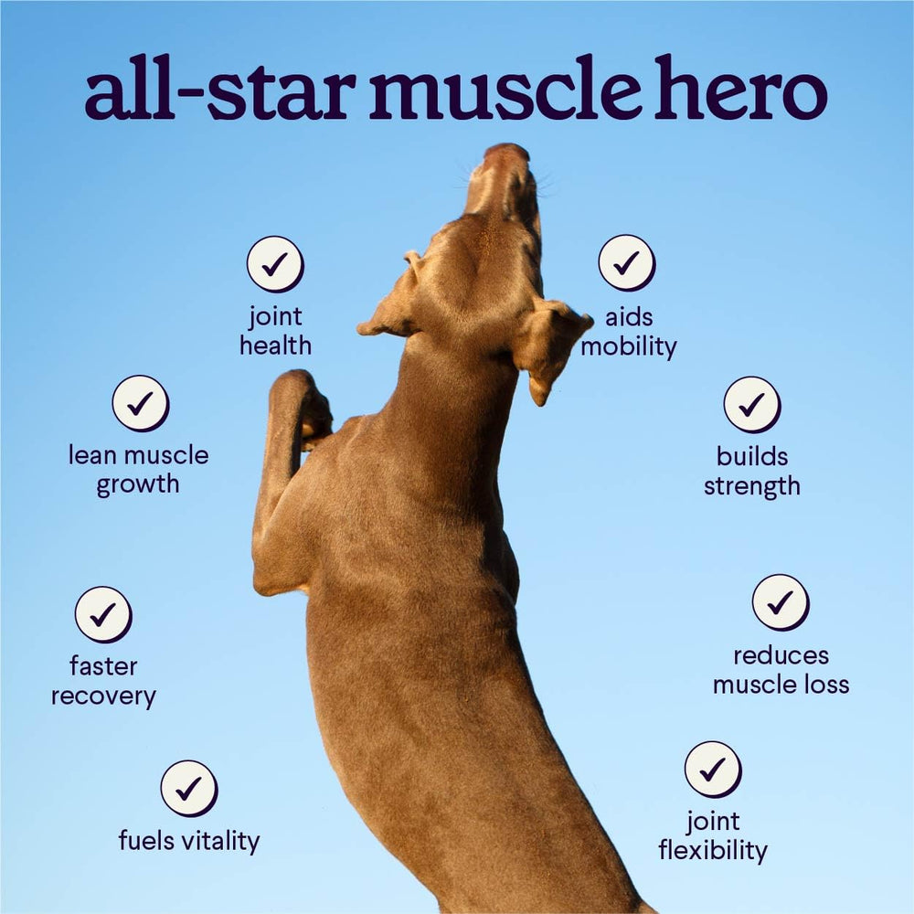 Chien actif en promenade grâce à WONDER PAWS illustrant mobilité et vitalité