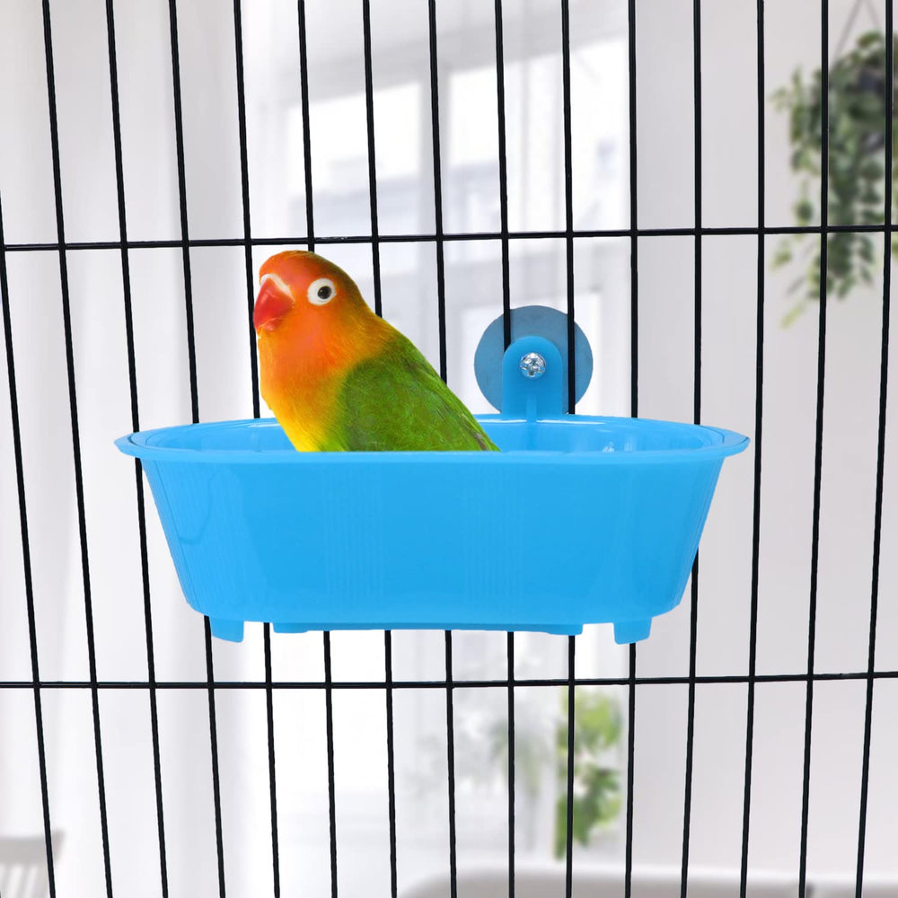 Wontee miroir au fond en gros plan stimulant la curiosité de l'oiseau