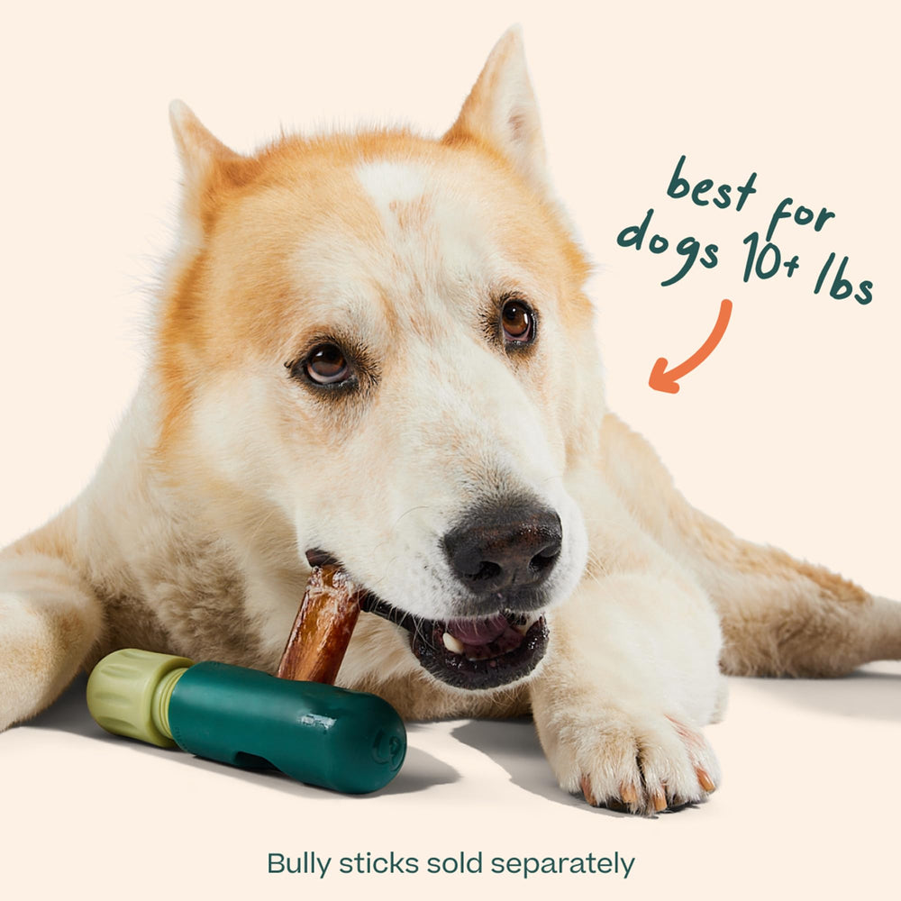 Chien utilisant WOOF BullySafe apportant distraction sûre et longue