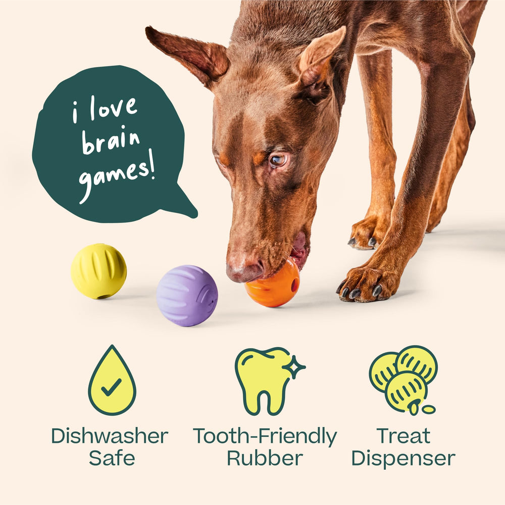 WOOF Flyball posé dans le panier supérieur d’un lave-vaisselle pour nettoyage facile