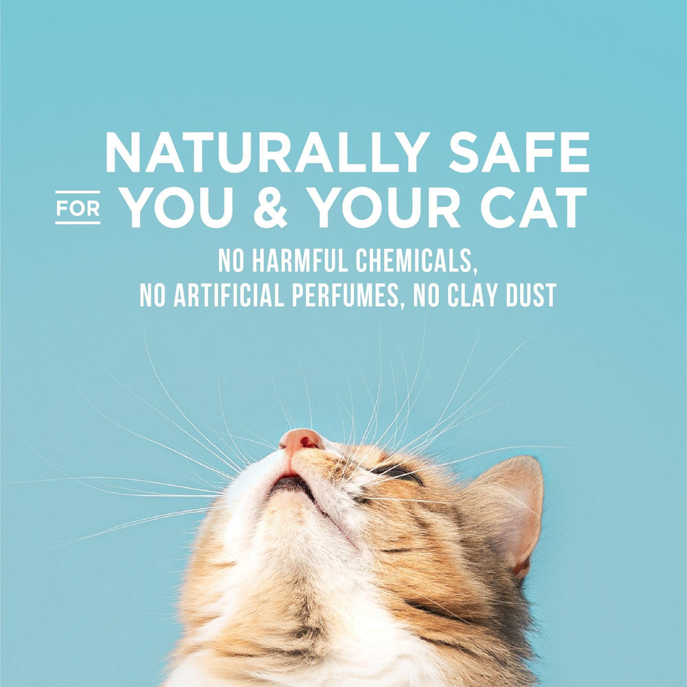 World's Best Cat Litter dans bac moderne réduisant odeurs et poussière