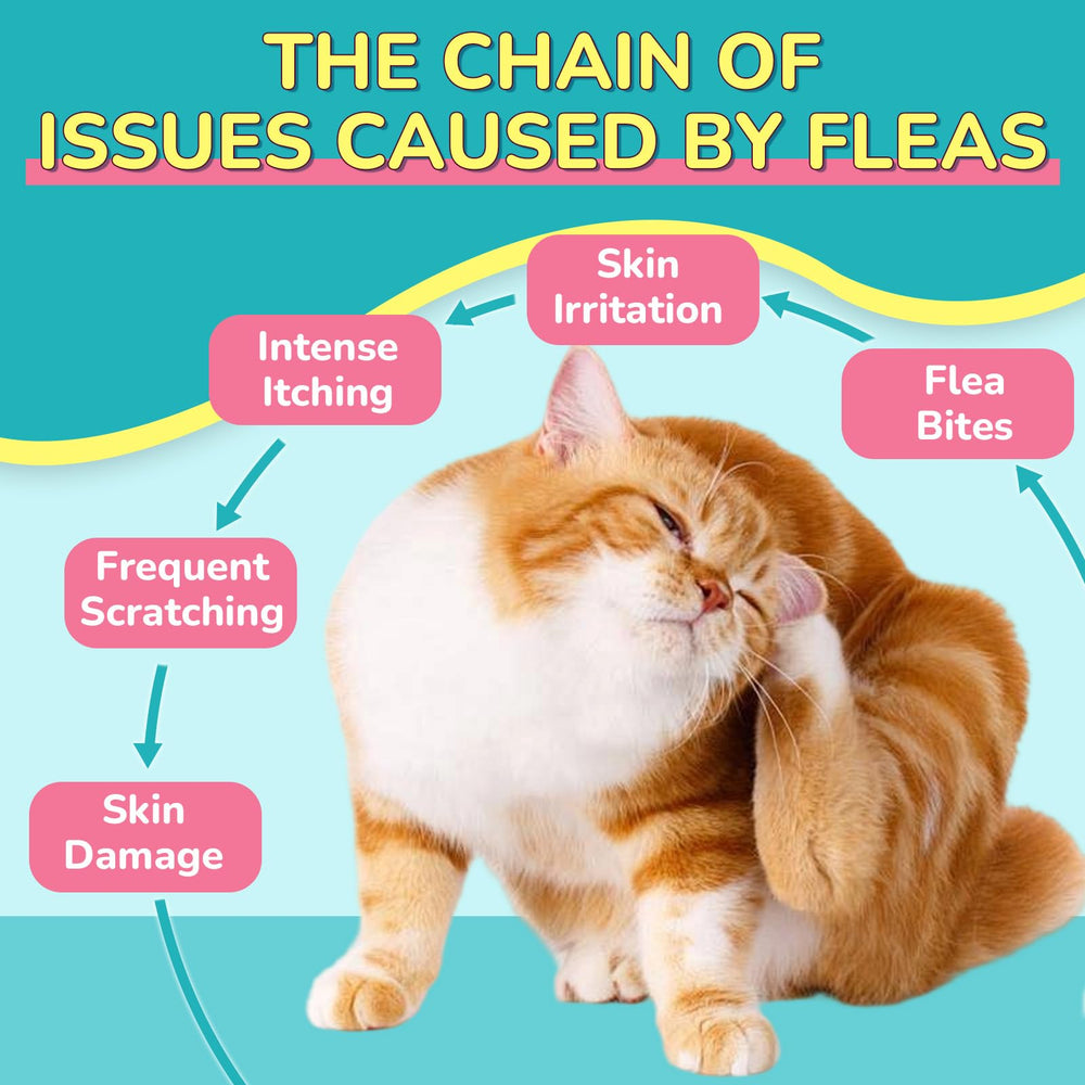 Woyamay chat acceptant la friandise, démontre l'acceptation du goût poulet