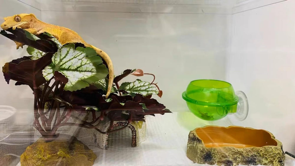 Woyrise comparaison échelle montrant taille adaptée au terrarium