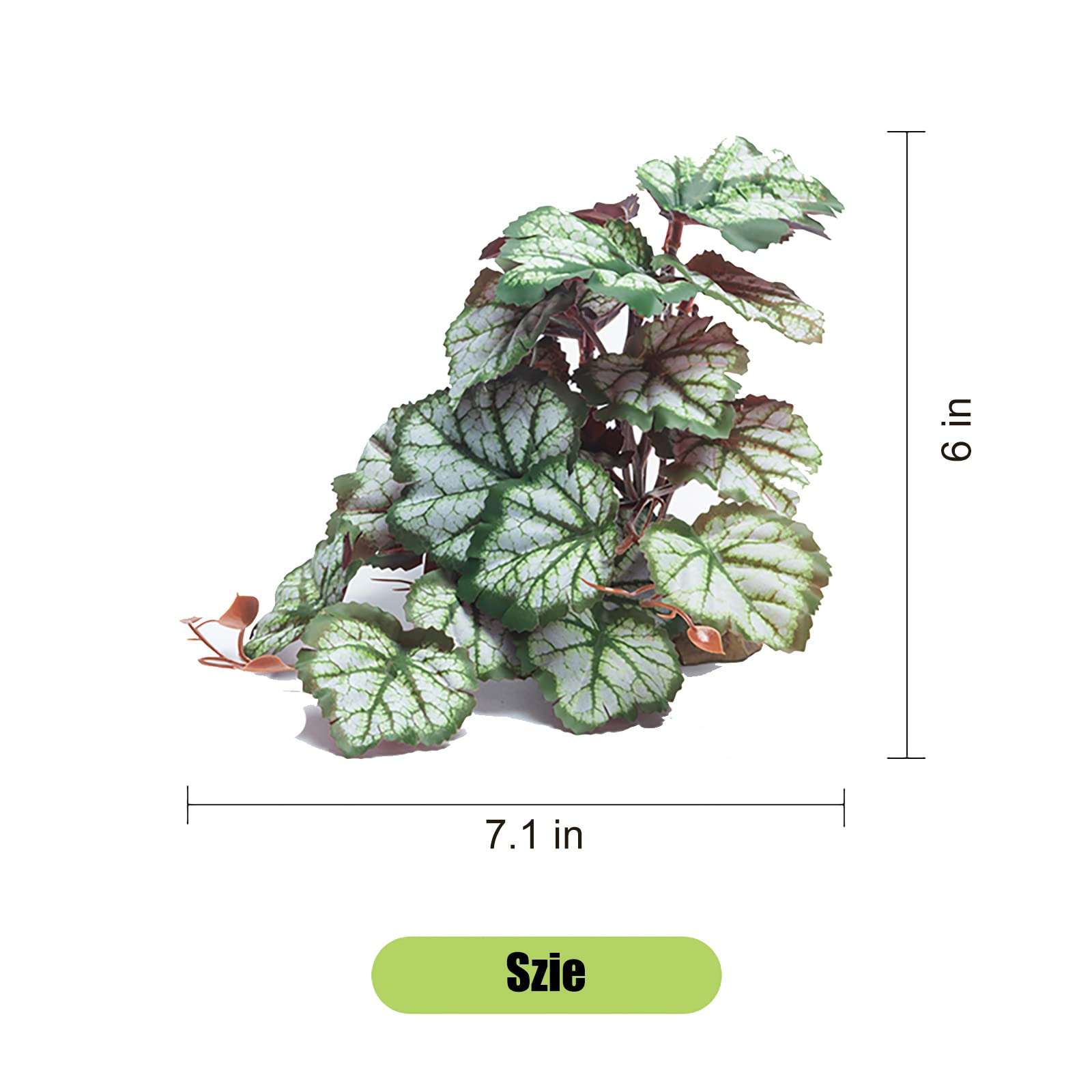 Woyrise plante en usage avec gecko offrant surfaces d'escalade