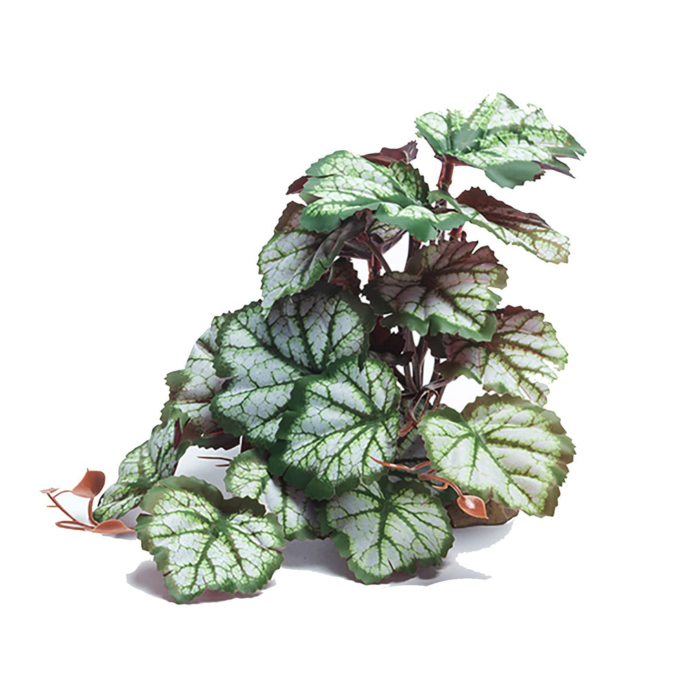 Woyrise plante terrarium vue avant apportant cachettes naturelles