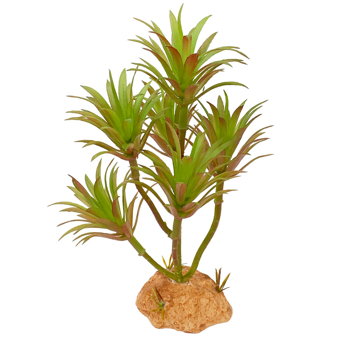 Woyrise plante Tillandsia vue de face apporte abri naturel