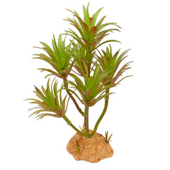 Woyrise plante Tillandsia vue de face apporte abri naturel