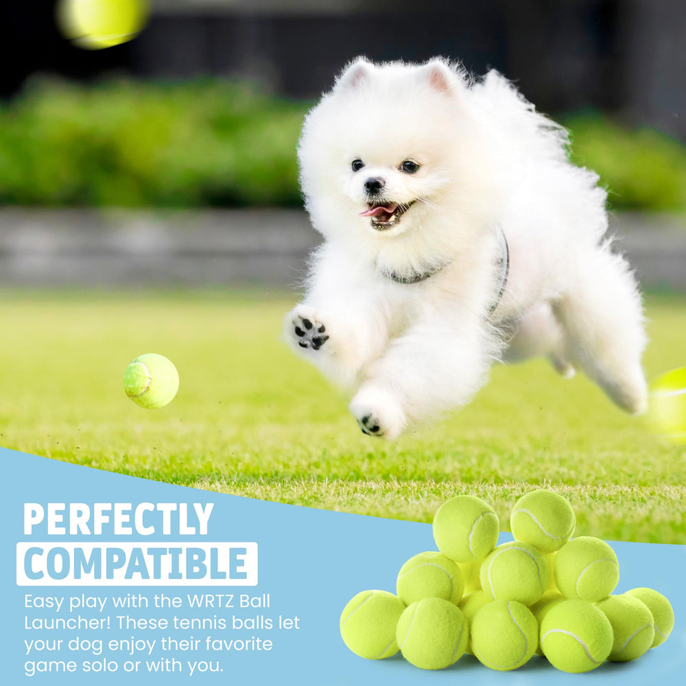 WRTZ balle en jeu avec un Corgi actif, favorise l'exercice et le rappel