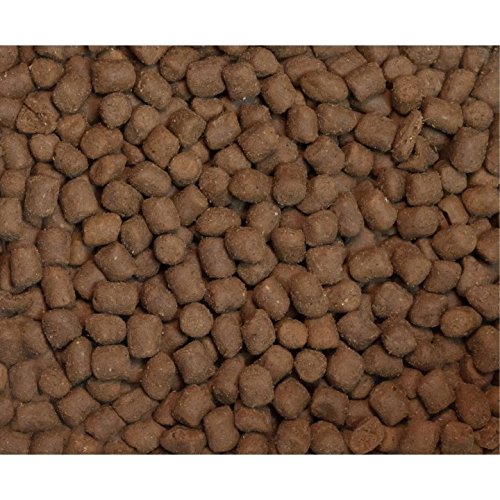 Wysong Epigen 90 chien consommant dans cuisine montrant formule pratique et saine