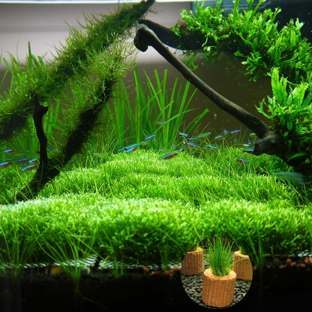 Wzttdm anneaux en usage dans aquarium maintenant plantes en place bénéfice tenue