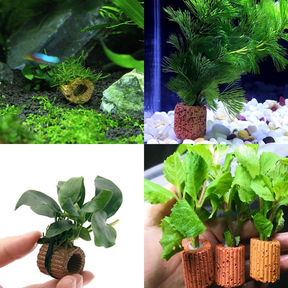 Wzttdm anneaux intégrés décor naturel aquascape apportant esthétique et stabilité bénéfice visuel