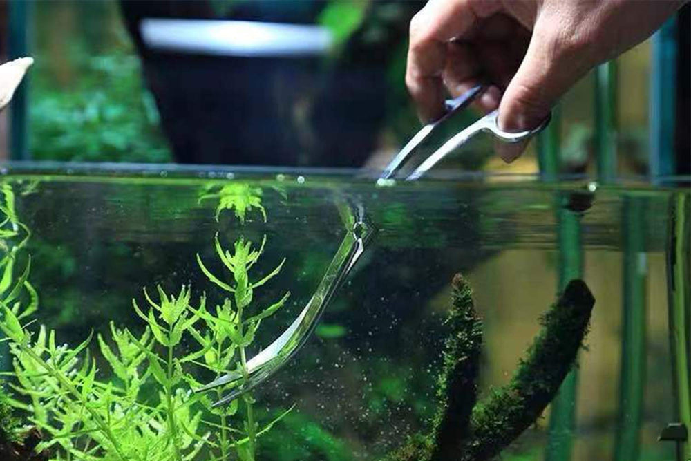XILEWHZF dans un aquarium aquascape illustrant résultat esthétique