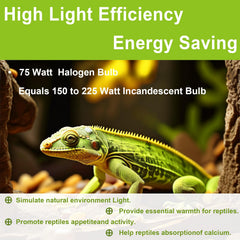 YEGRUEB ampoule installée dans terrarium bénéficiant d'une zone de basking