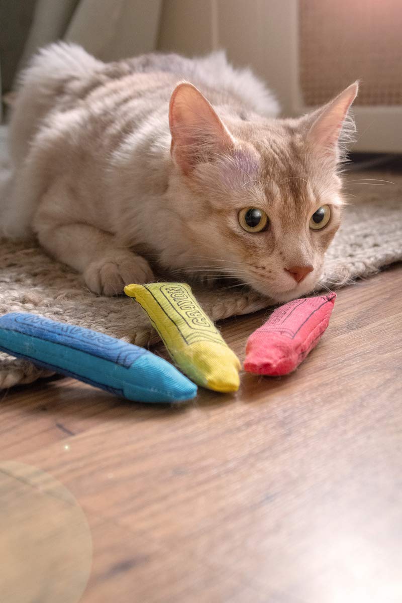 Yeowww! chat jouant avec crayon favorisant exercice et interaction