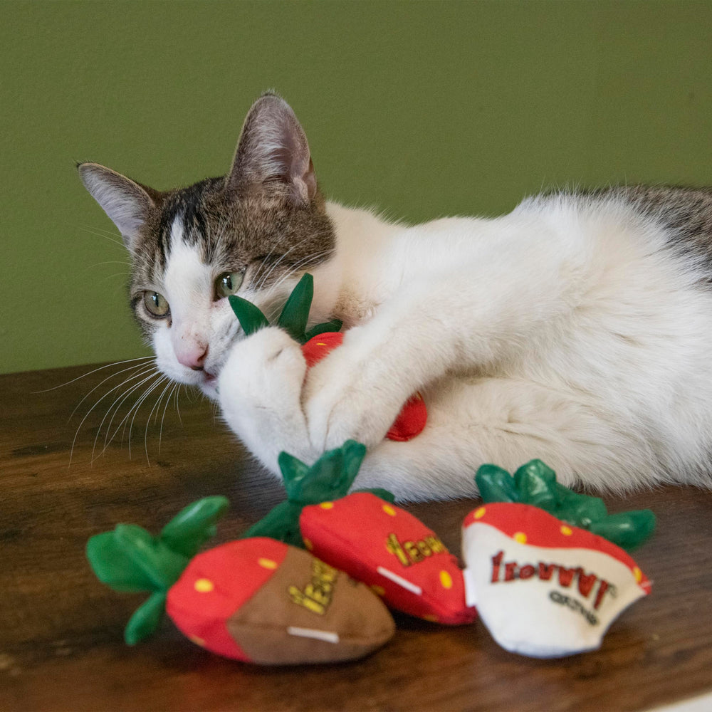 Yeowww! fraise en jeu avec chat montrant divertissement actif et exercice