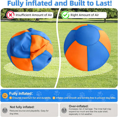 YFZAIZFC balle en jeu avec chien illustrant stimulation physique