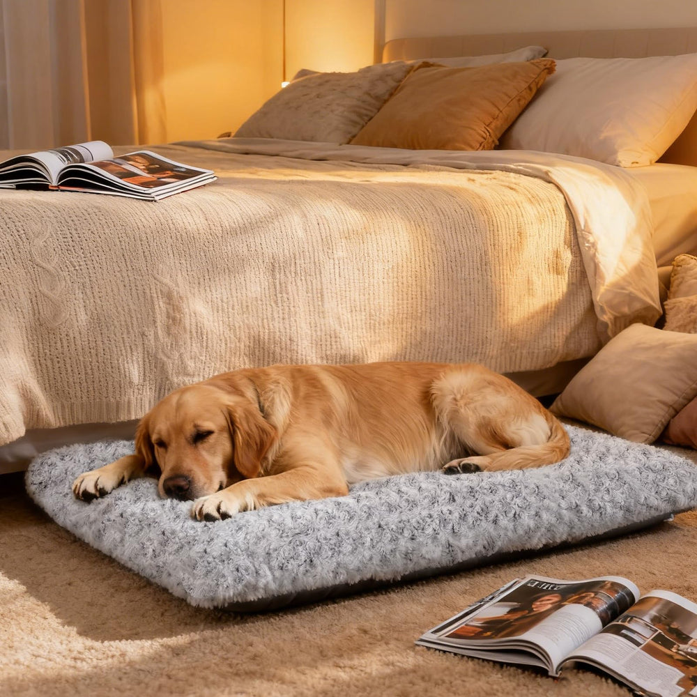 Yintrest lit à côté d’un chien taille réelle pour échelle