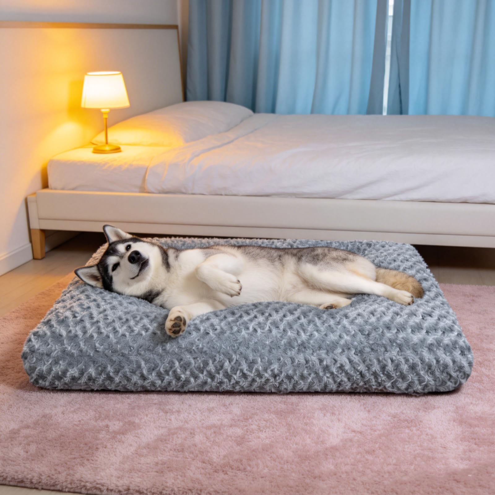 Yintrest lit à côté d’un chien montrant échelle et confort visuel