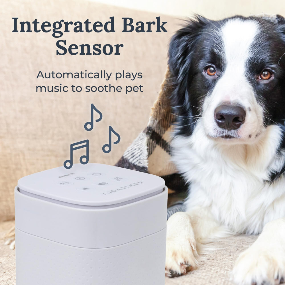 YOGASLEEP Pawzz placé dans une caisse de transport pour calmer chien en voyage