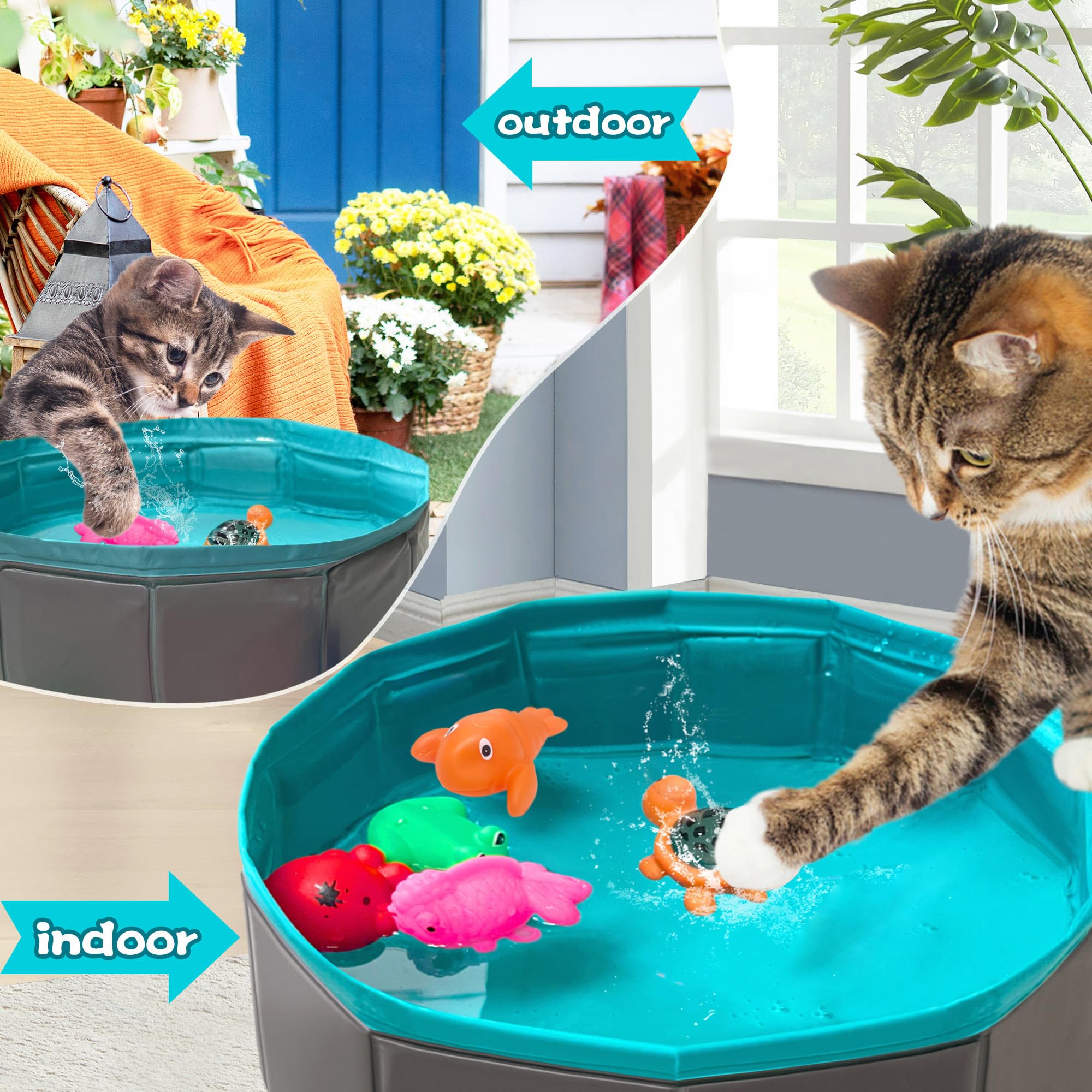 Yopetox chat joue dans piscine encourage activité et curiosité