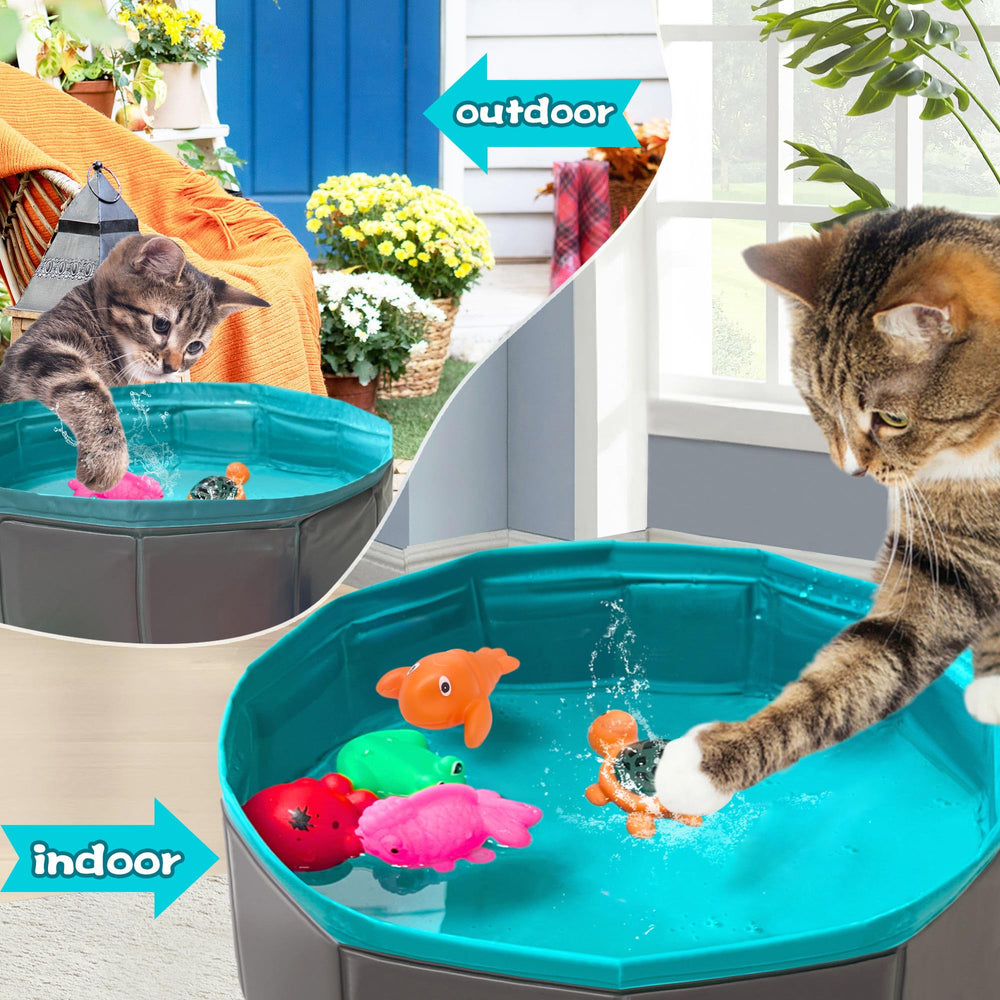 Yopetox chat joue dans piscine encourage activité et curiosité