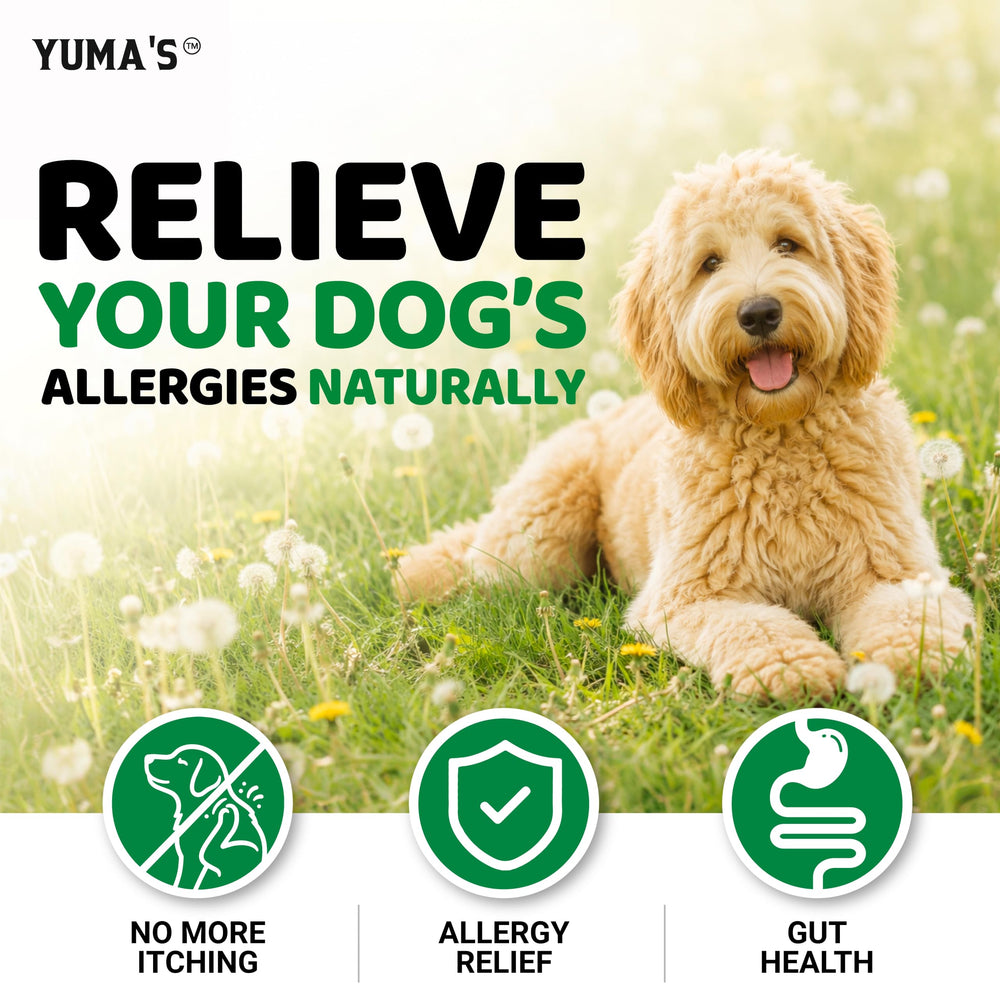 YUMA'S chien adulte en sortie montrant mobilité et pelage amélioré