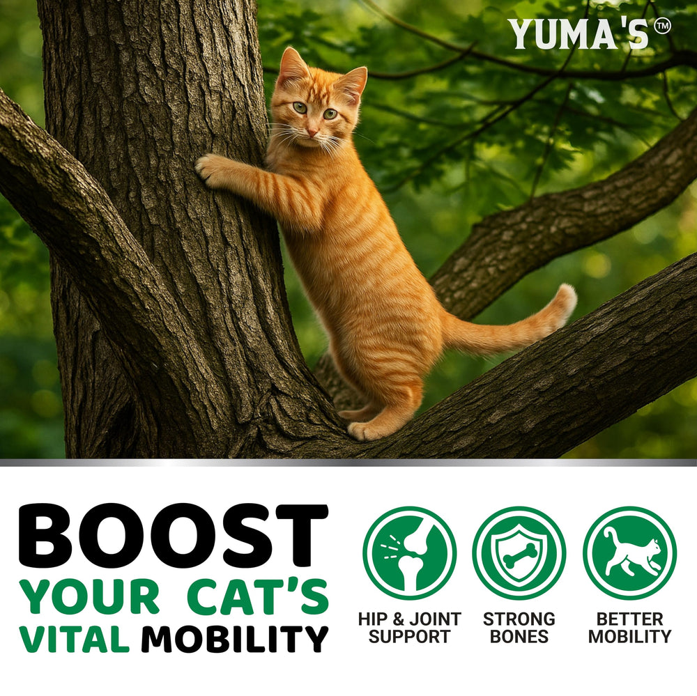 YUMA'S chat acceptant la friandise et bénéfice pour mobilité accrue