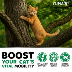 YUMA'S chat acceptant la friandise et bénéfice pour mobilité accrue