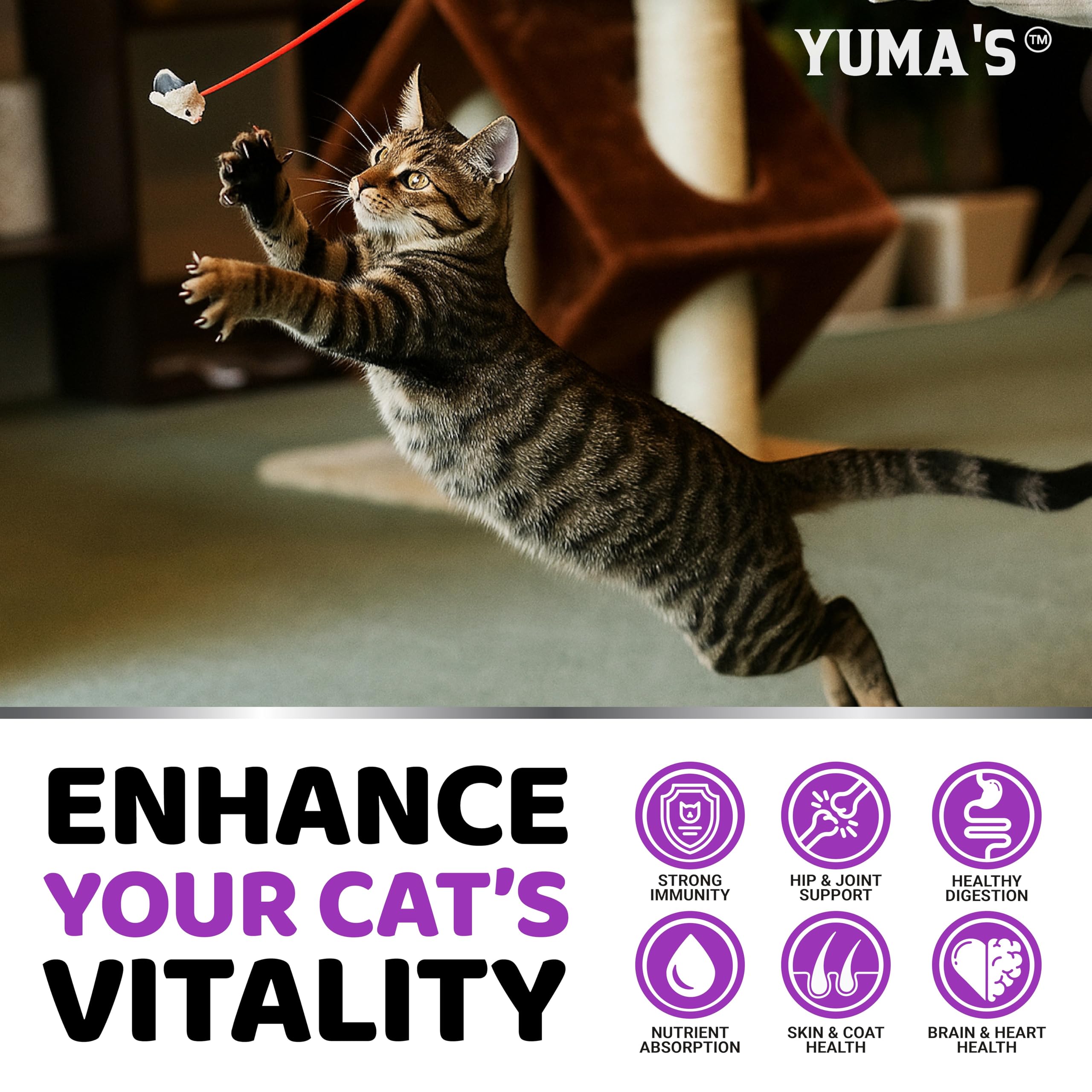 YUMA'S chat mange friandise démontrant acceptation et énergie