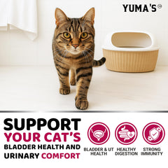 Chat acceptant YUMA'S friandise, bénéfice prise aisée et plaisir