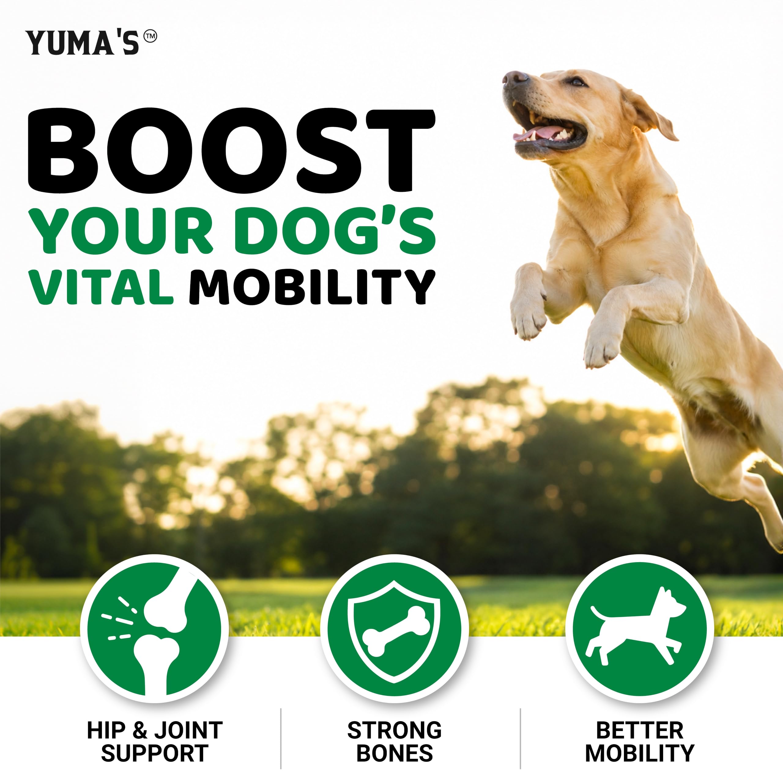 YUMA'S chien actif en balade après supplémentation mobilité