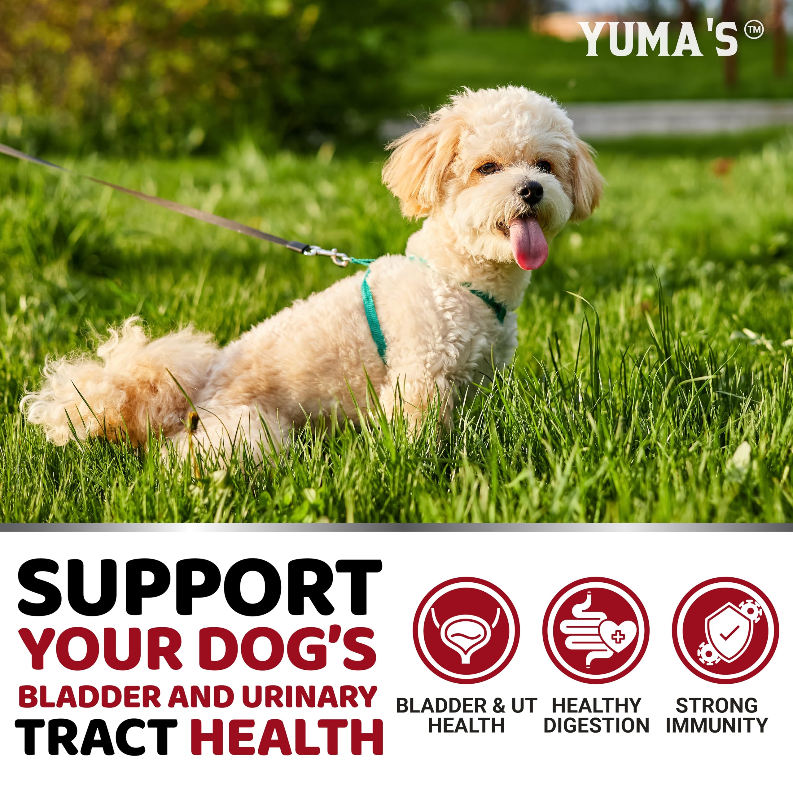 YUMA'S chien acceptant un chew illustrant administration facile et goût attractif