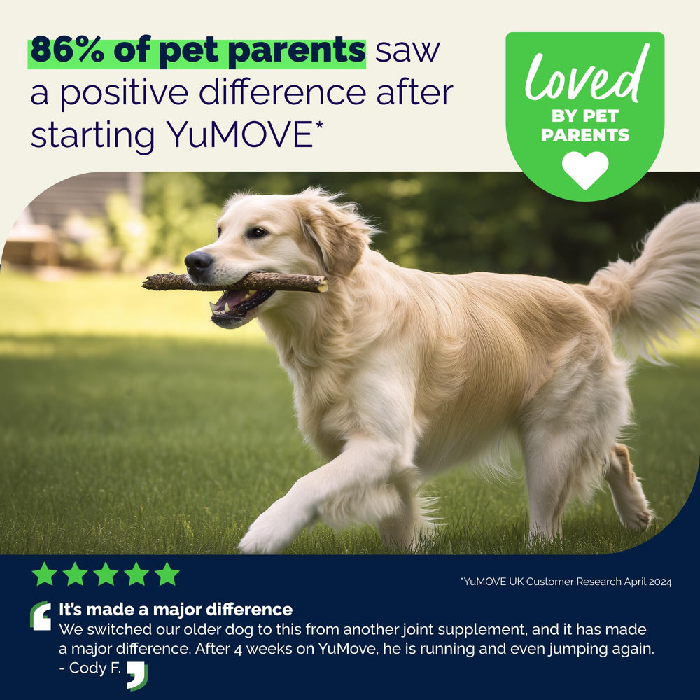 YuMOVE chien montant des escaliers aidé pour meilleure mobilité