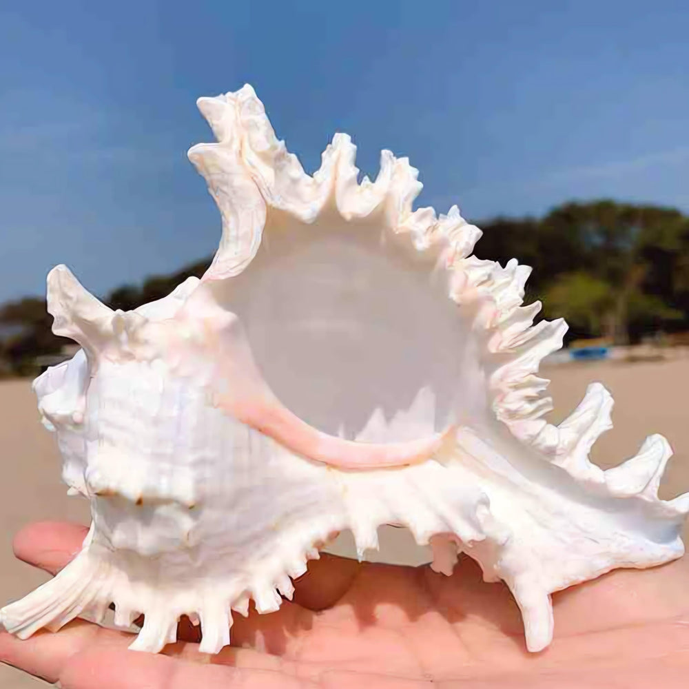 YZHZOM coquille intégrée à une composition de table marine élégante