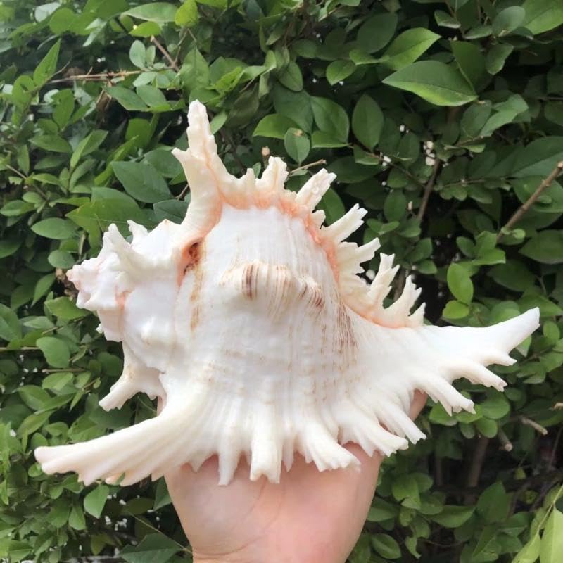 YZHZOM détail du bord intérieur de la coquille garantie d'un abri sûr