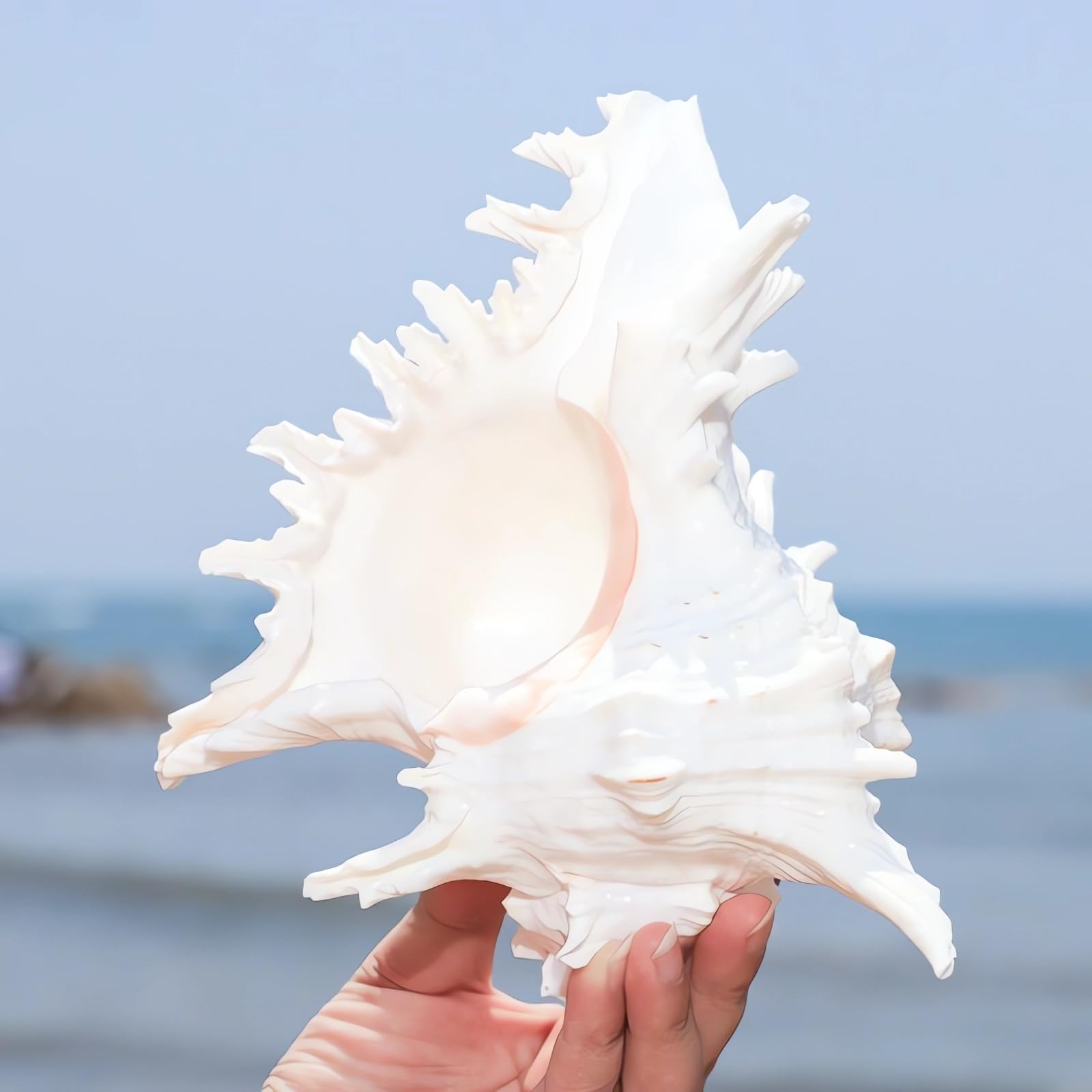 YZHZOM gros plan sur texture de coquille révélant détails et qualité