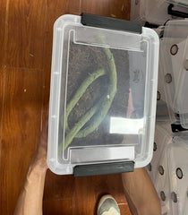 YZHZOM grande boîte avec jeune reptile pour isolement et observation sûre