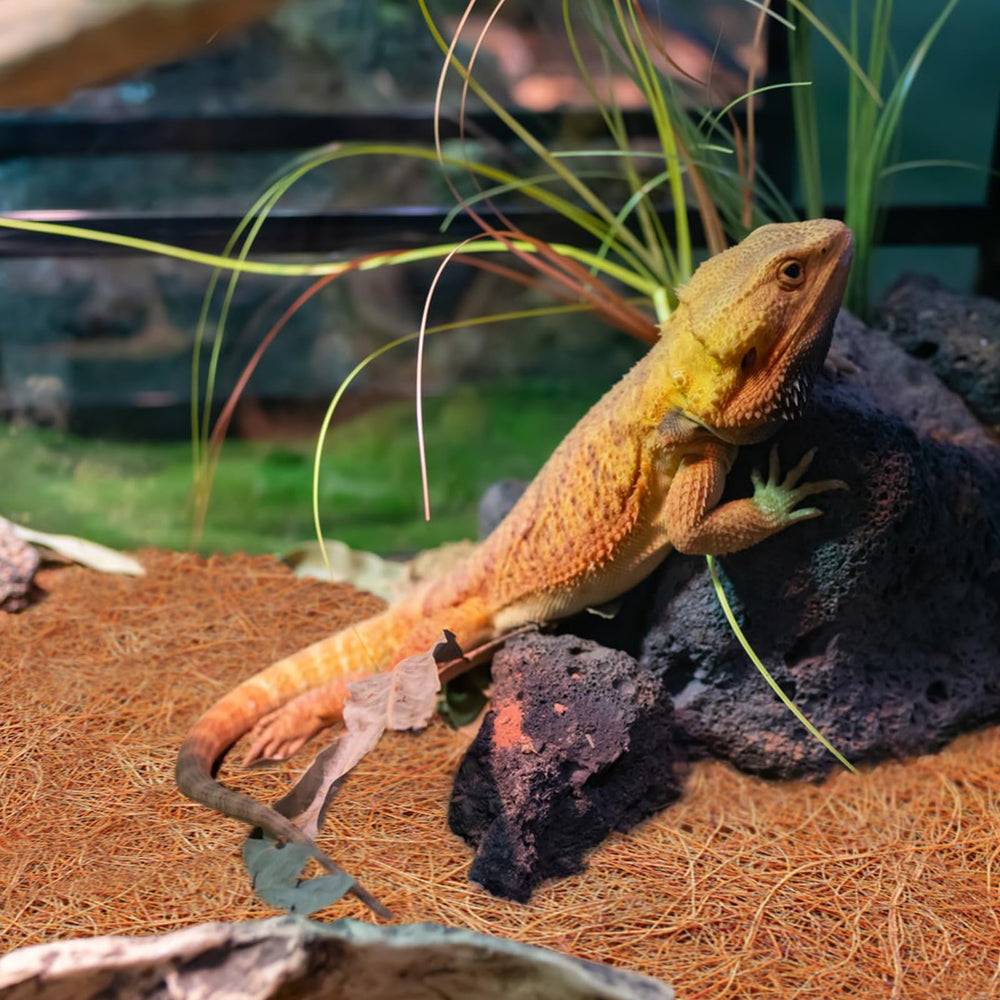 ZeeDix tapis posé dans enclos de tortue améliorant confort et sécurité