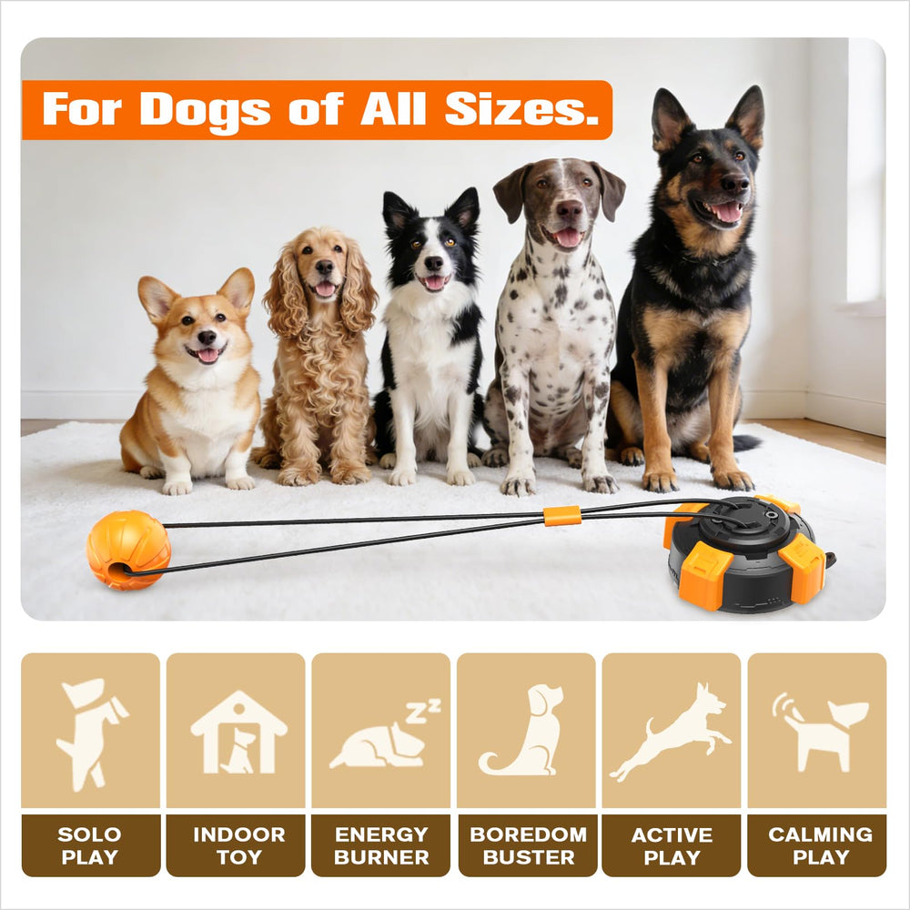 Zensrij comparaison de taille indiquant proportions pour chiens moyens et grands