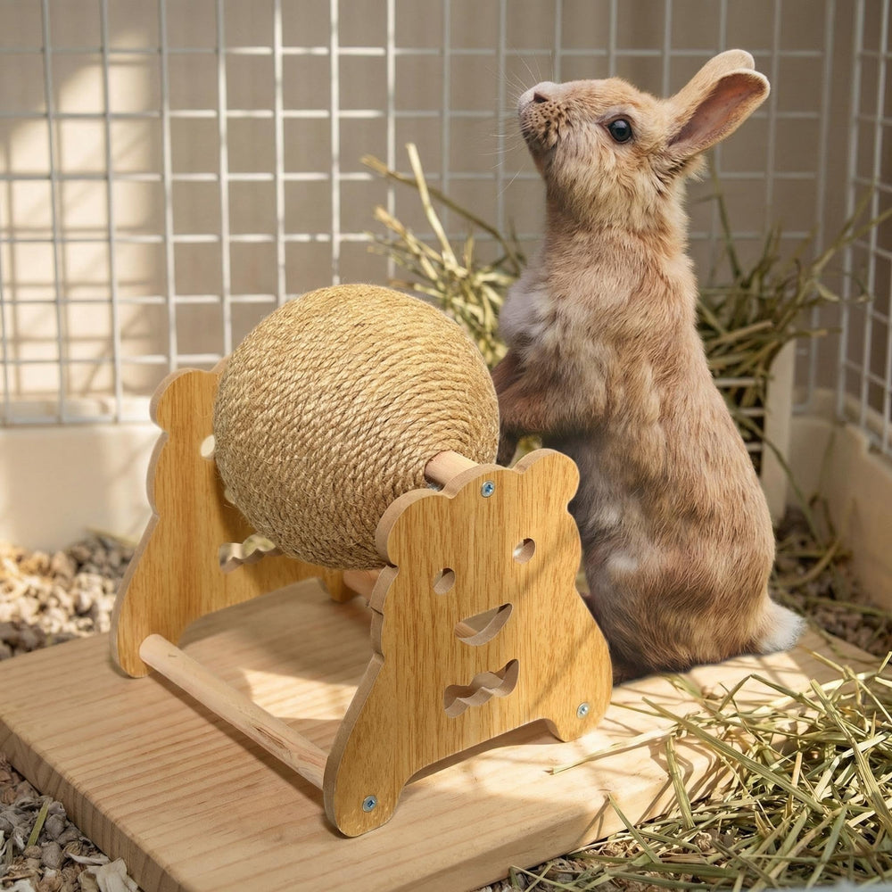 Zentriq chat jouant avec la balle pour réduction de l'ennui