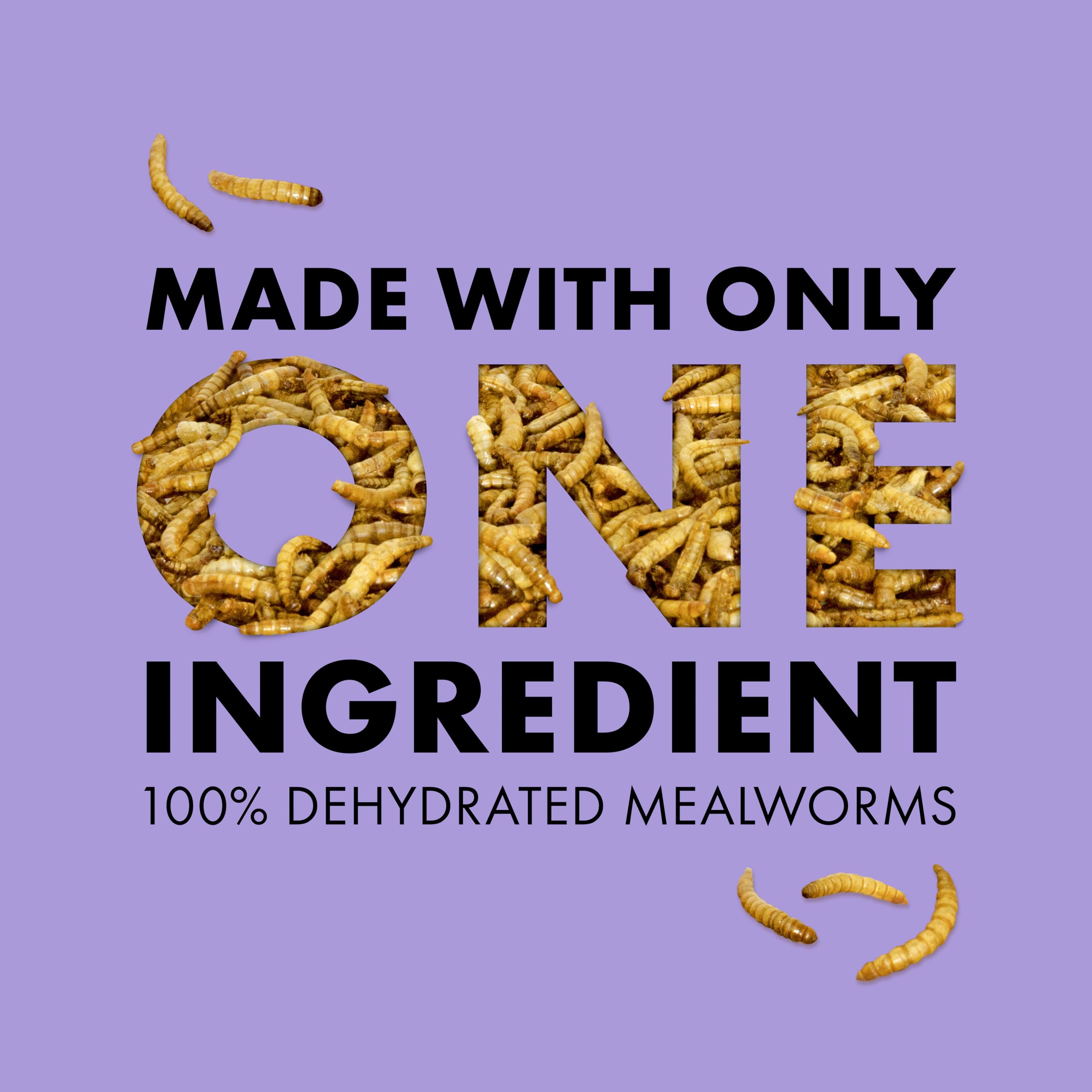 Gecko léopard mangeant Zilla mealworms, favorise l'appétence