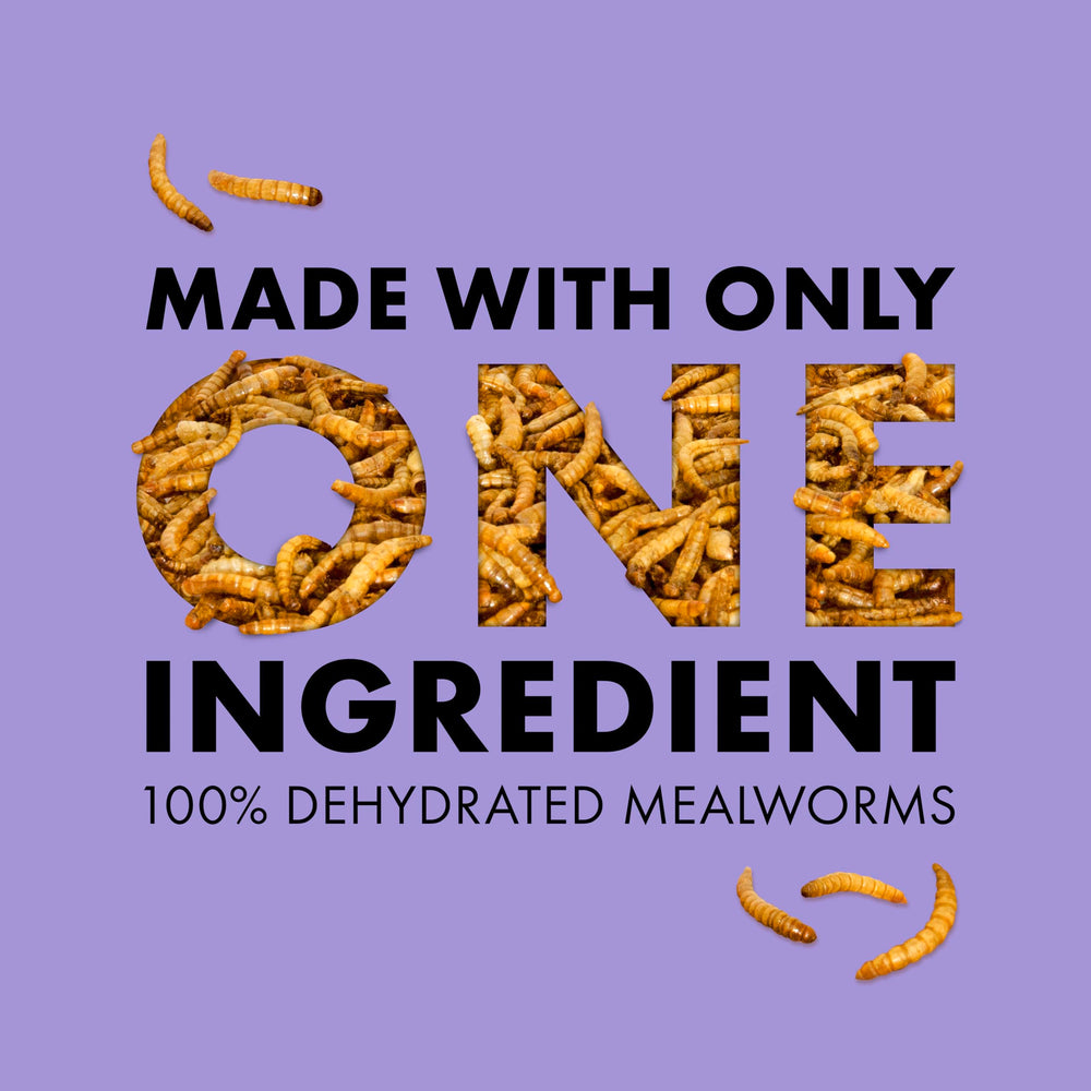 Gecko léopard mangeant Zilla mealworms, favorise l'appétence