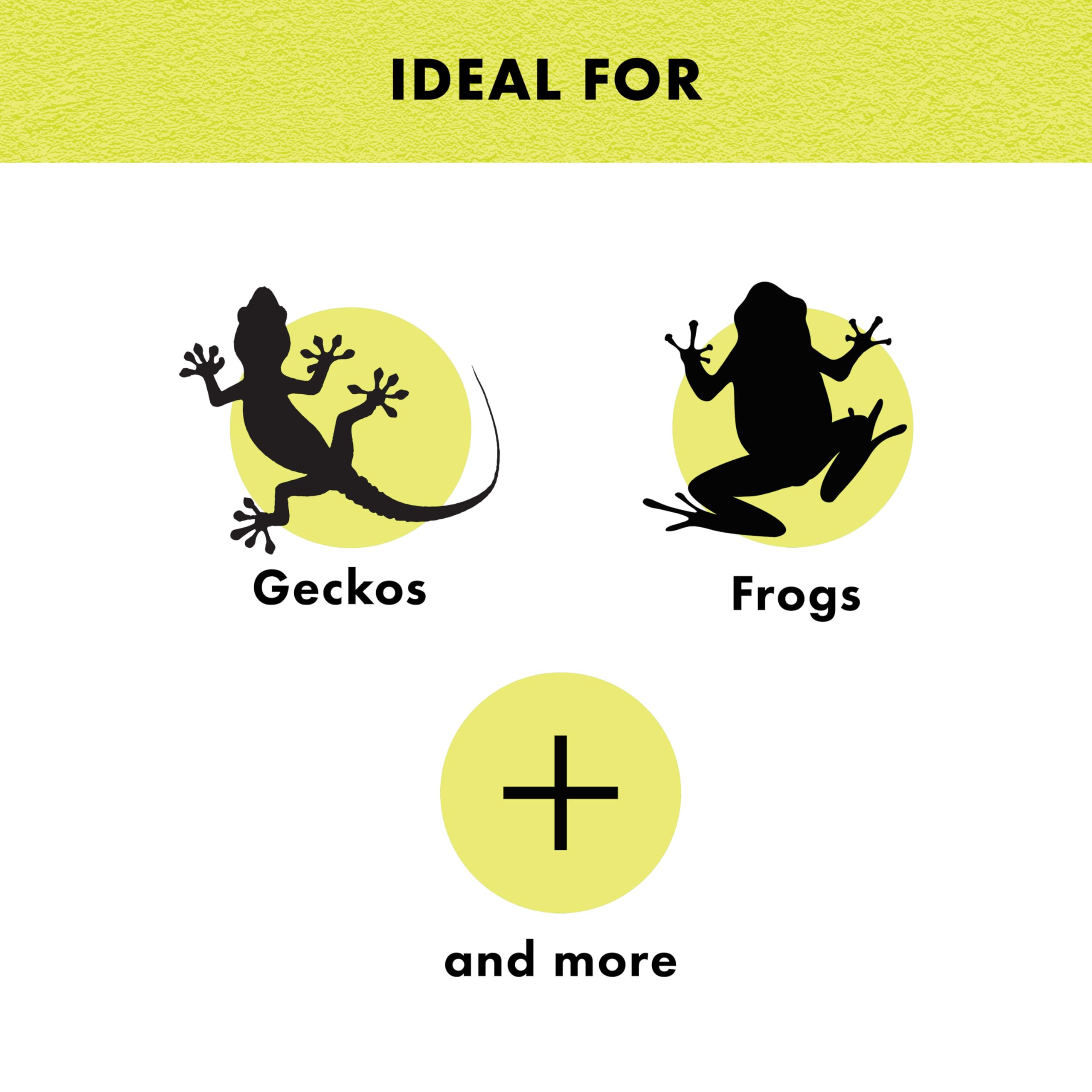 Zilla Rock Cave comparaison taille illustrant échelle pour petits reptiles