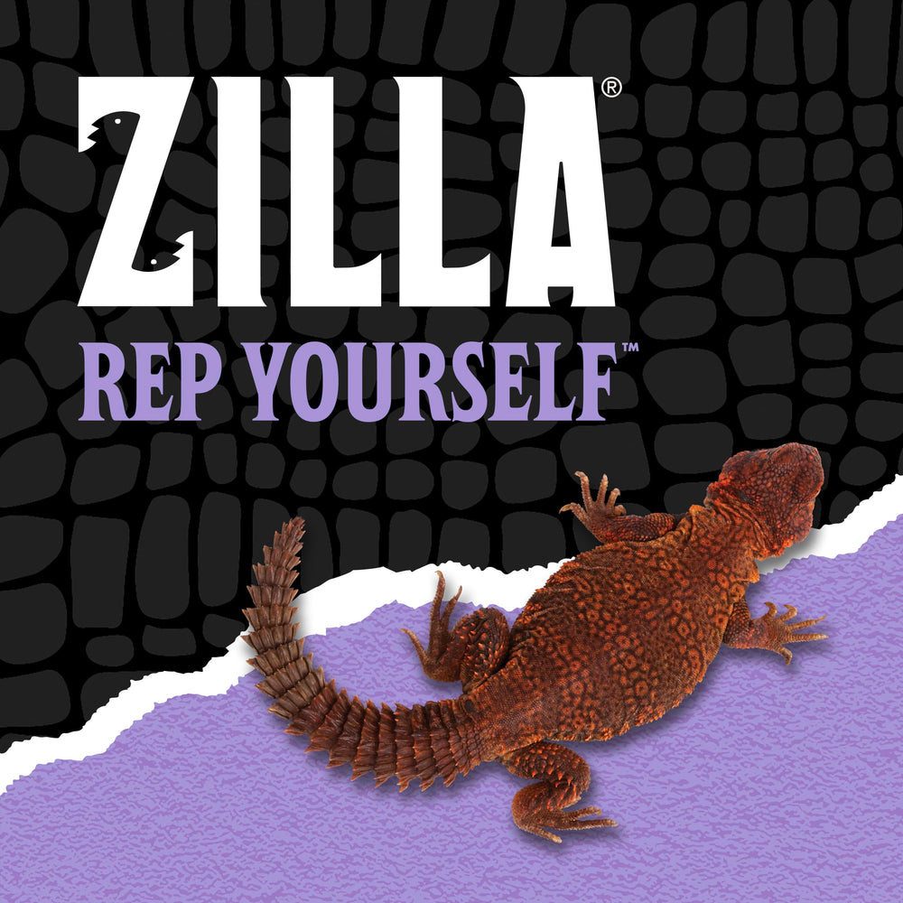 Zilla tortue approchant assiette, friandise riche en fibres