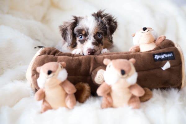 ZippyPaws comparaison taille avec une main pour évaluer dimensions
