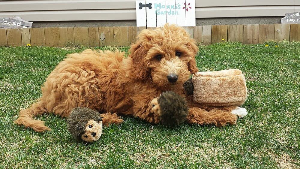 ZippyPaws terrier posé près d'une main pour comparaison de taille pratique