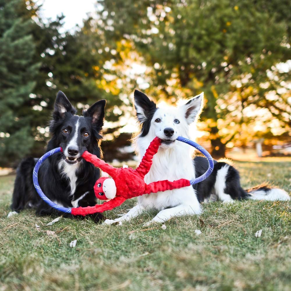 ZippyPaws couineur rond intégré visible garantissant stimulation sonore ludique